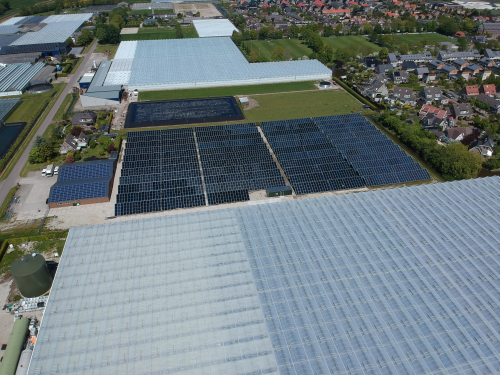 Freesiakweker - Heerhugowaard