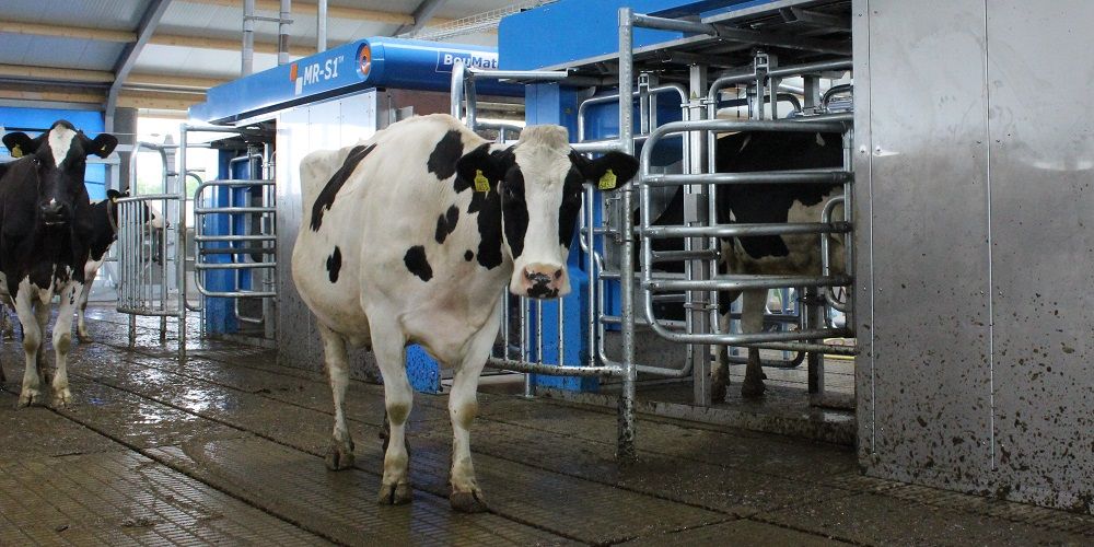 Melkveehouders verwarmen hun stal en huis met warmte van koemelk