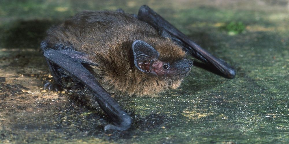 Raad van State: ‘Ecologisch onderzoek nodig bij isoleren van spouwmuren’