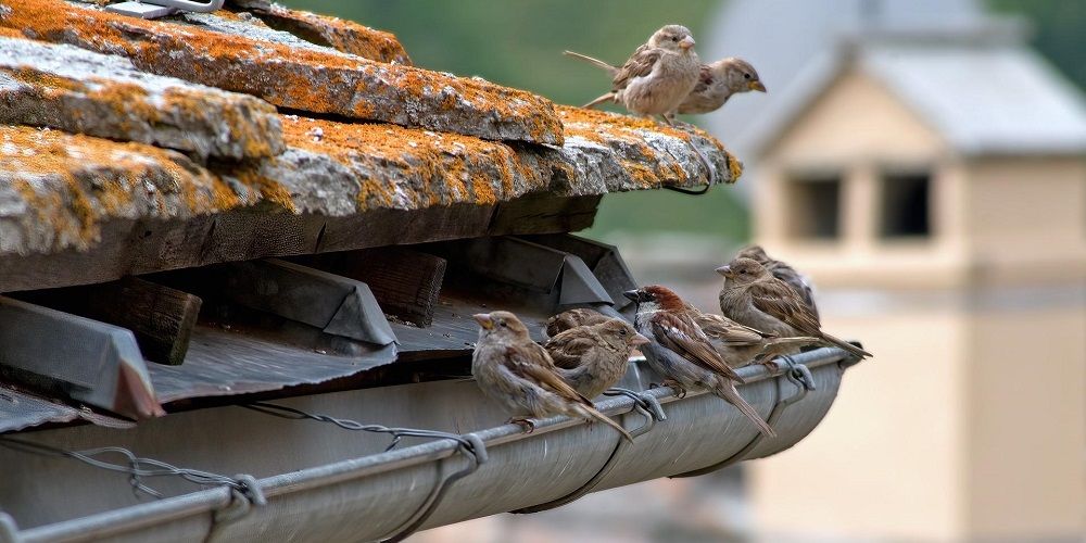 40 miljoen euro voor sneller natuurinclusief isoleren