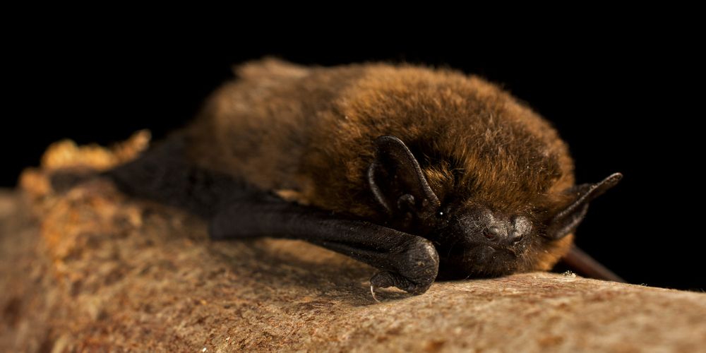 De Jonge draagt natuurvriendelijk isoleren aan als tussenoplossing spouwmuurisolatie