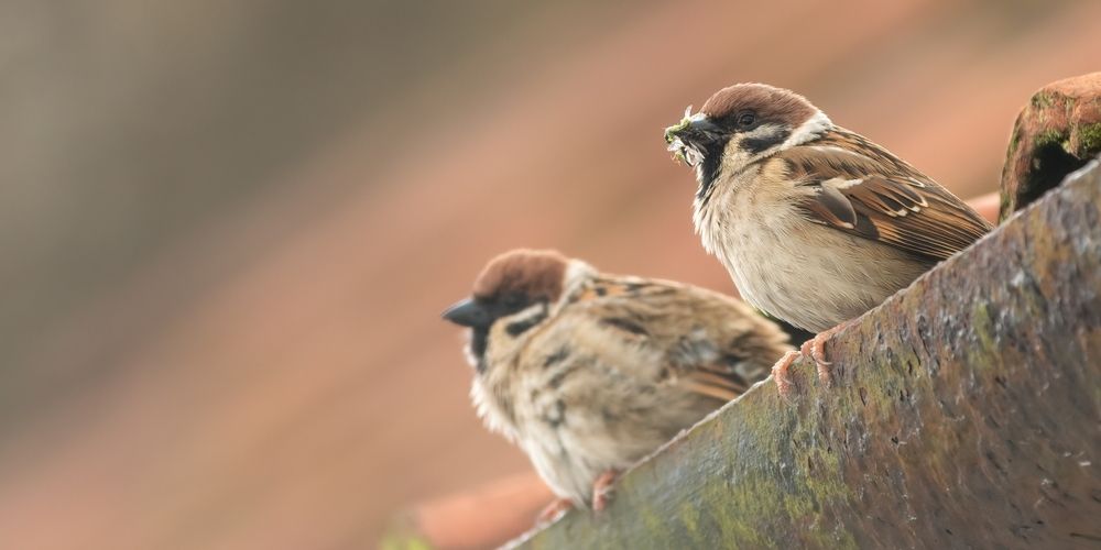 Biodiversiteit nog vrijwel niet terug te vinden in warmtetransitieplannen gemeentes
