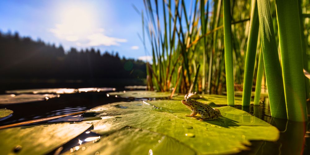 Koele kikkers: wat weten we over aquathermie en de natuur?