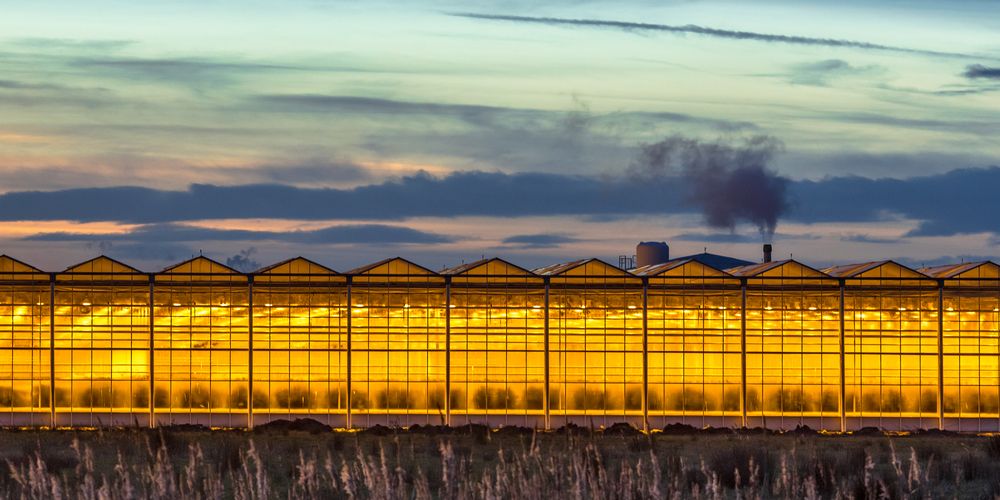 Lichten uit in kassen door hoge gasprijs