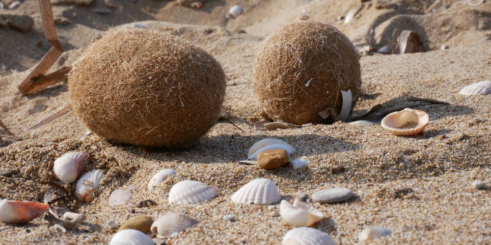 Neptunusballen houden de boel warm