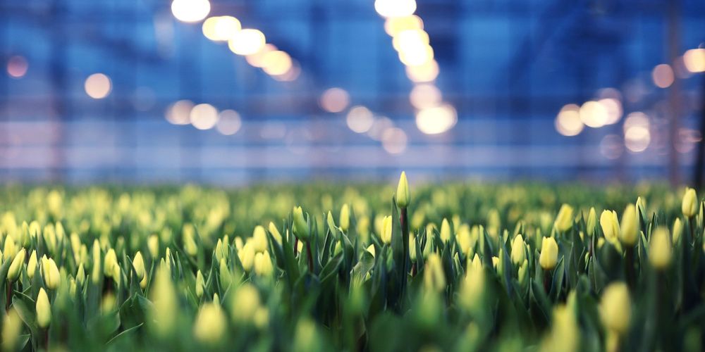 Geen tulpen meer door gasprijs, terwijl warmtenet op vijftig meter ligt